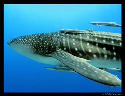 Whale Shark by Adolfo Maciocco 
